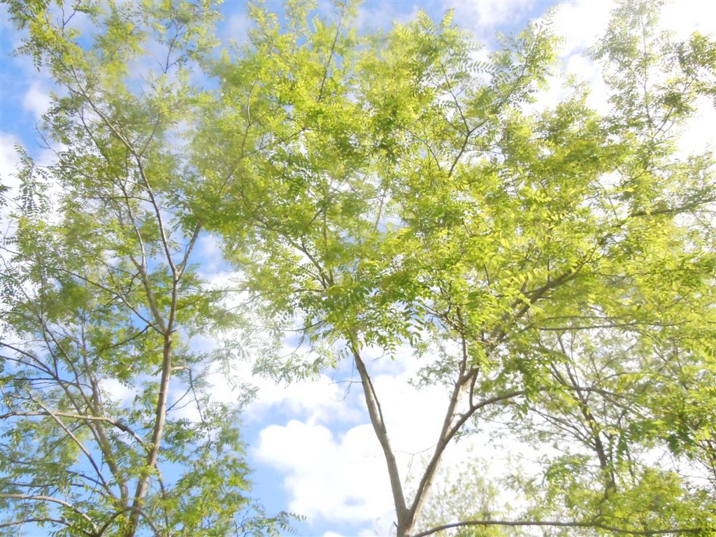Che albero ? Robinia pseudoacacia L.